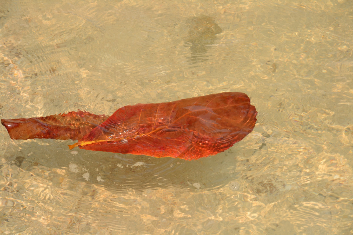 листик на воде - Сергей Строгонов