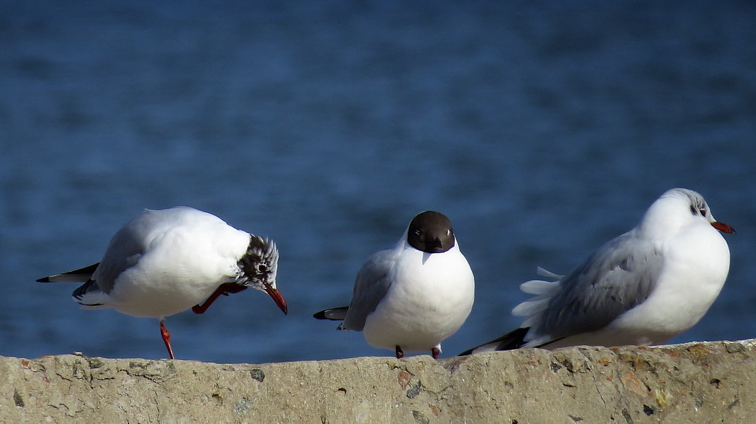 Чайки на отдыхе - Вера Бережная 