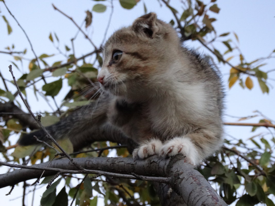 кот - Елизавета Иванова