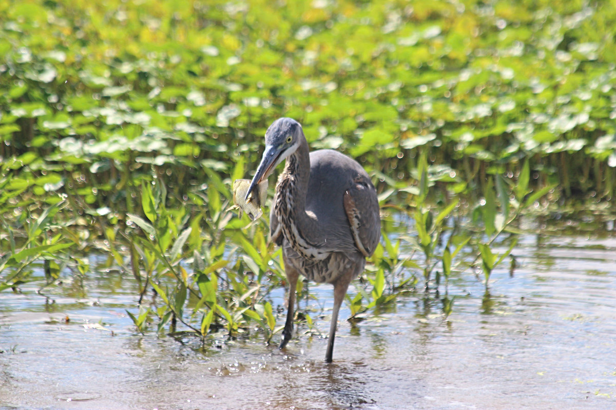 Большая голубая цапля (Great Blue Heron) - Илья Трейгер