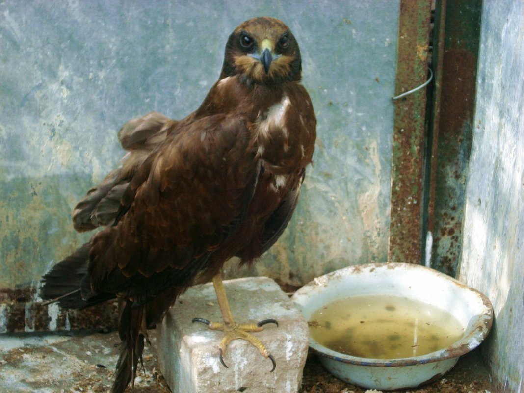 В неволе сохраняет гордый дух! - Нина Корешкова В неволе сохраняет гордый дух! - Нина Корешкова