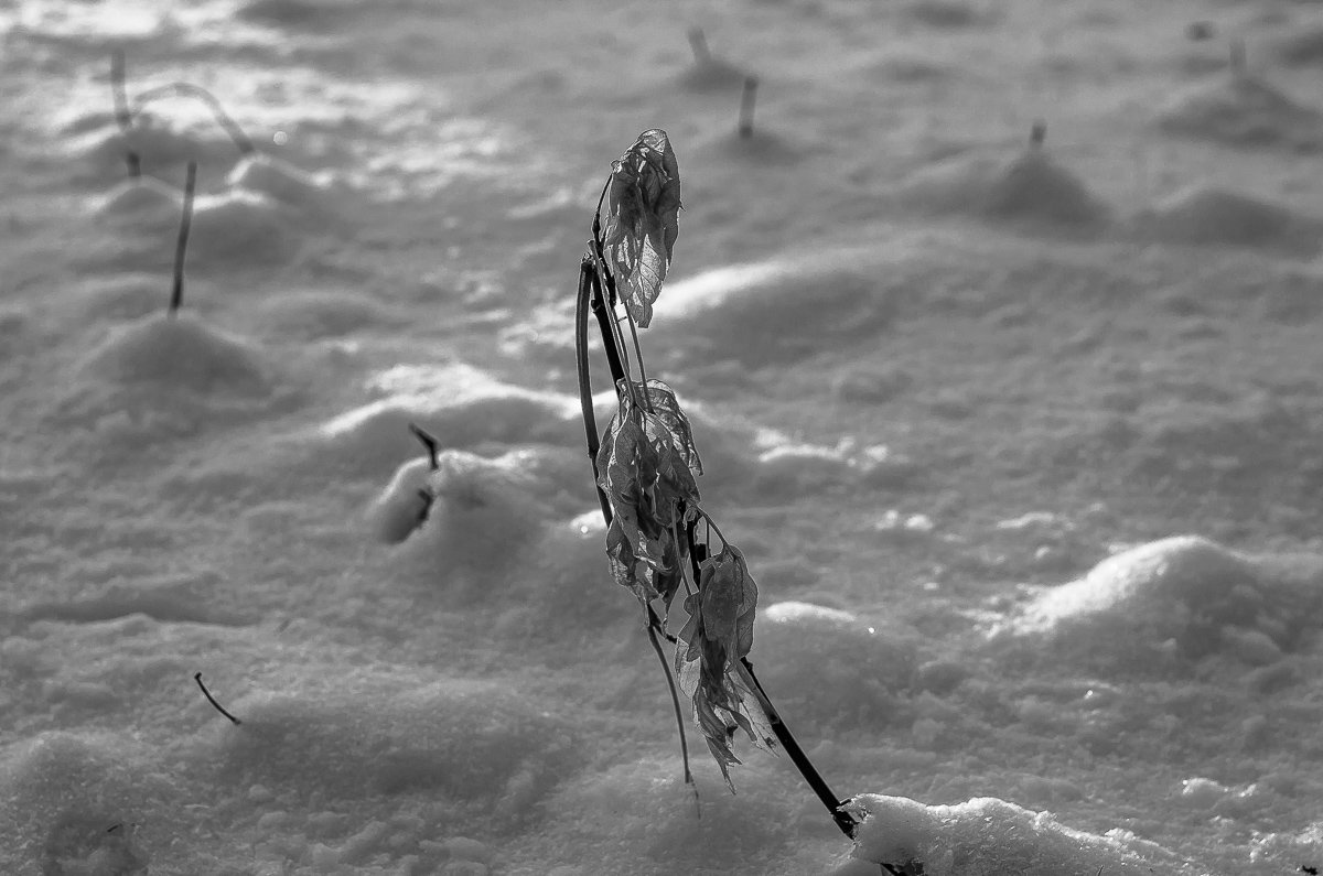 ... - Дмитрий Ломтев