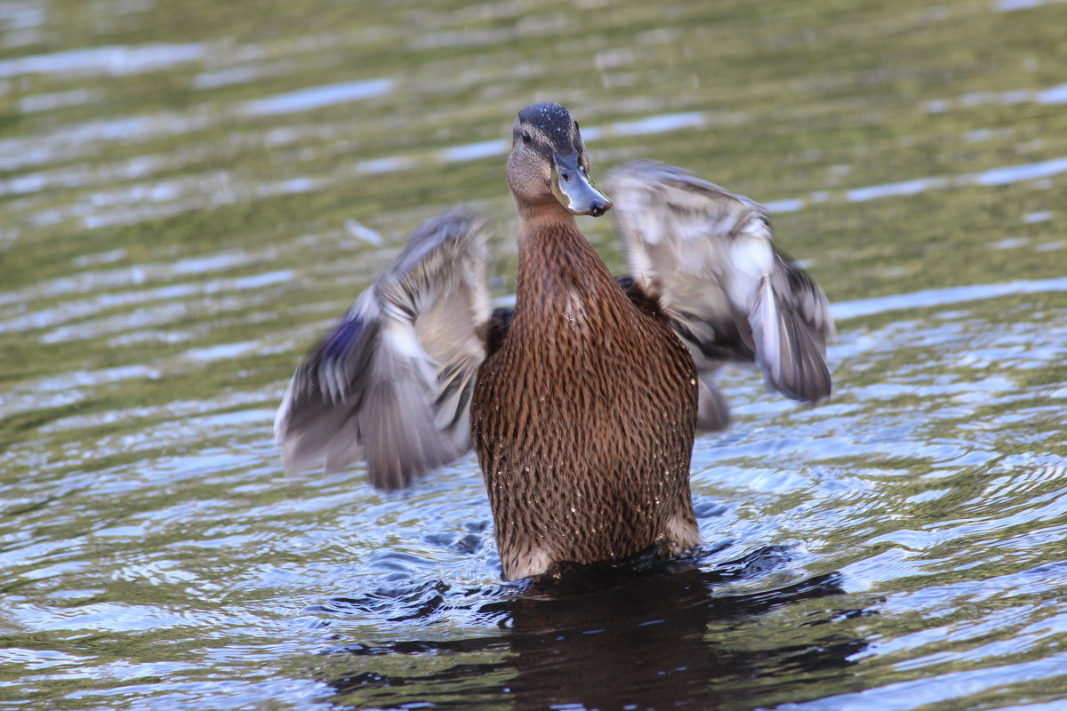 Уточка - Лилия Кадямова