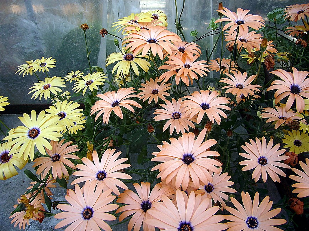 Osteospermum / Остеоспермум - laana laadas