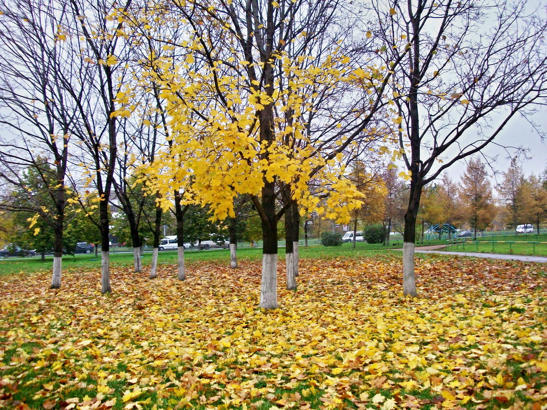 За полчаса до зимы... - Milocs Морозова Людмила За полчаса до зимы... - Milocs Морозова Людмила