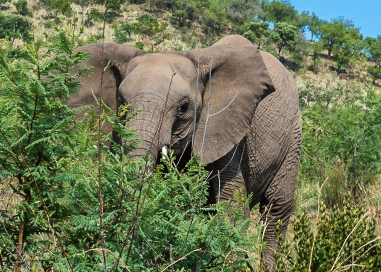 Pilanesberg national park. ЮАР - Ирина Кеннинг