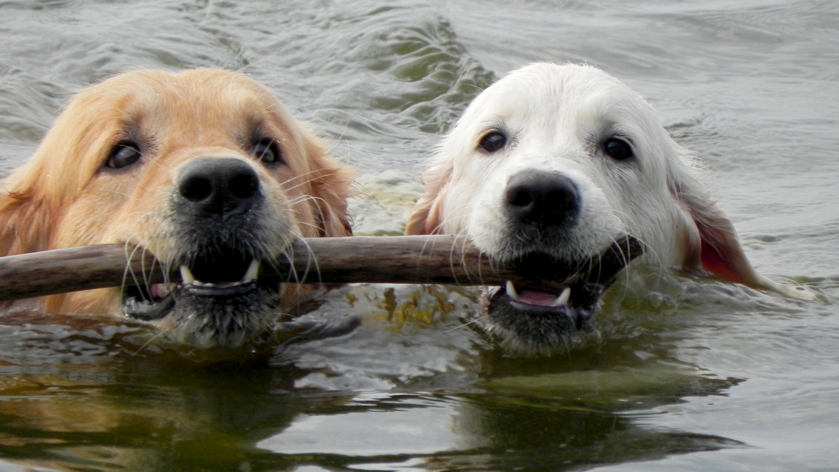 лучшие друзья - Вадим Сергеев лучшие друзья - Вадим Сергеев