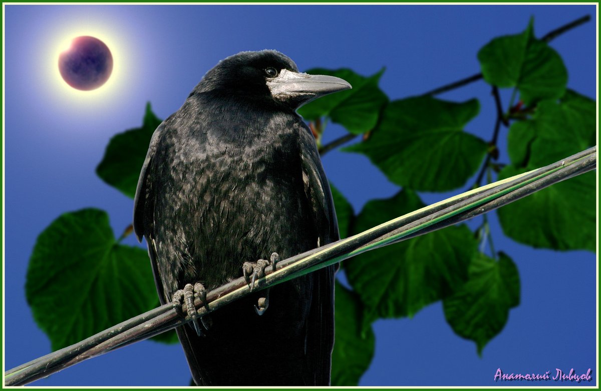 Сегодня обещали солнечное затмение. - Анатолий Ливцов Сегодня обещали солнечное затмение. - Анатолий Ливцов