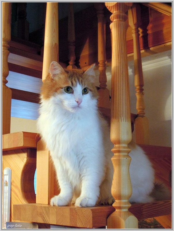 Марсик - Владимир Попов