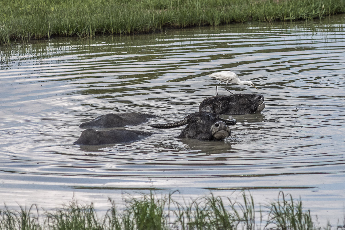 *** - Борис Гольдберг