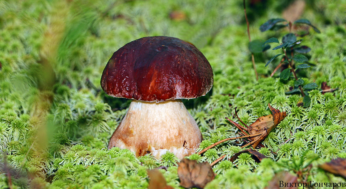 гриб - Laryan1 гриб - Laryan1