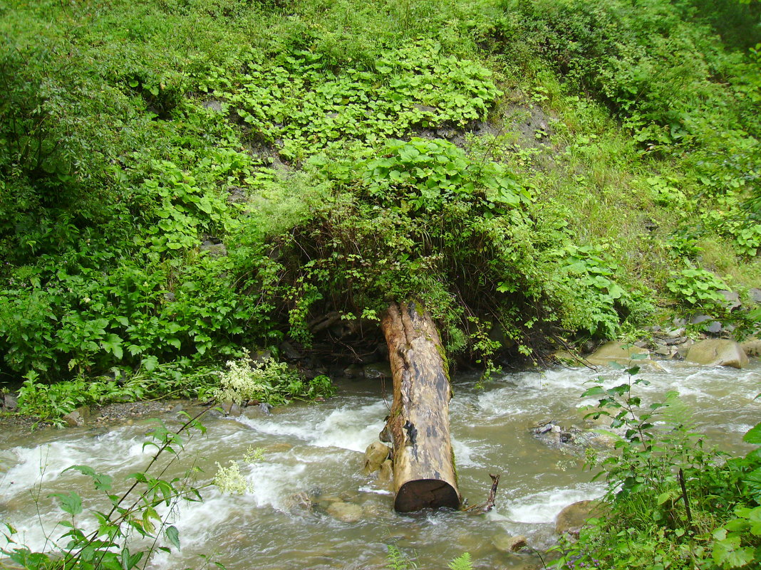 Горная река в Карпатском лесу - Андрей Васильевич Коляскин Горная река в Карпатском лесу - Андрей Васильевич Коляскин