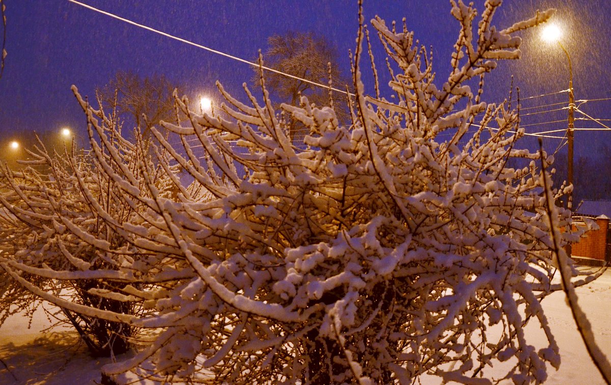 Распустилися кусты - Владимир Болдырев