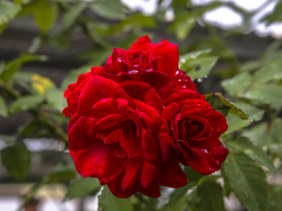 --- - Сергей Глотов