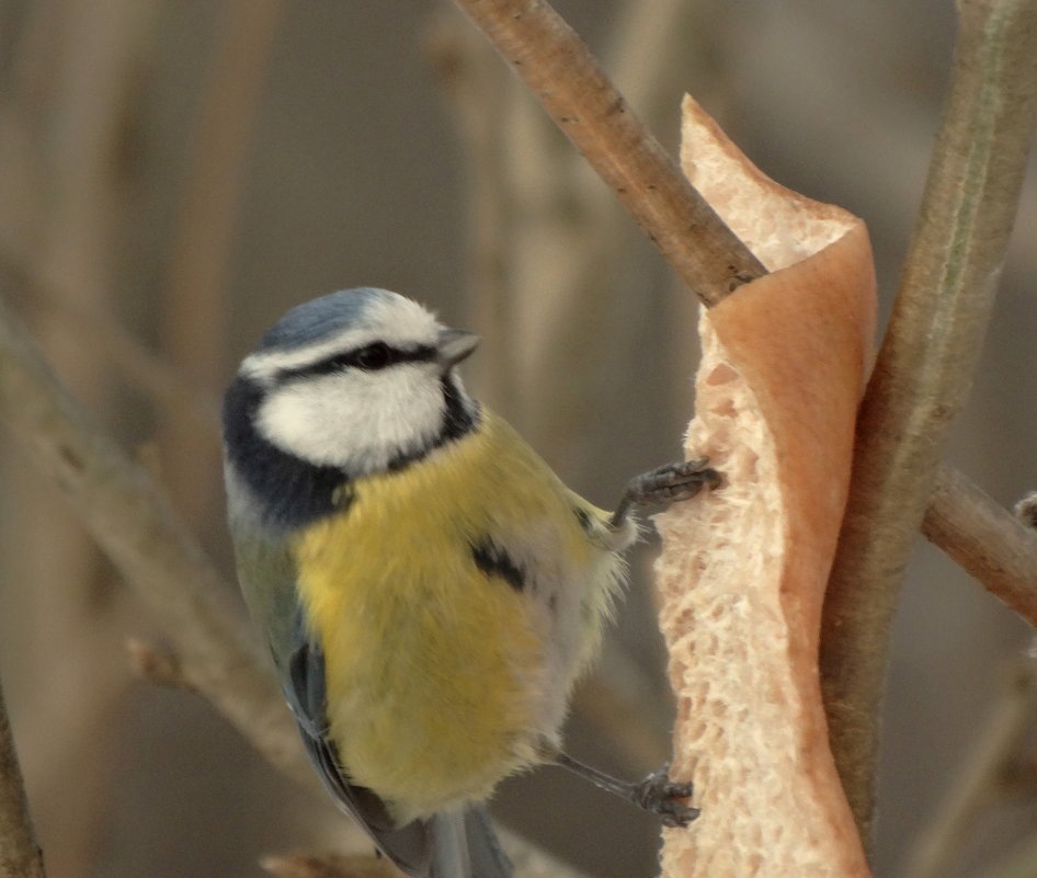 лазоревка - Михаил Жуковский лазоревка - Михаил Жуковский
