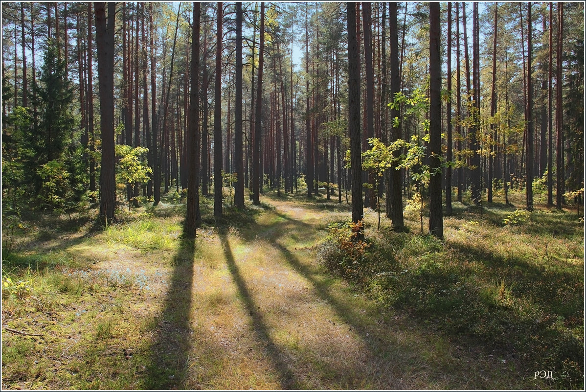 В сосновом бору. - Роланд Дубровский