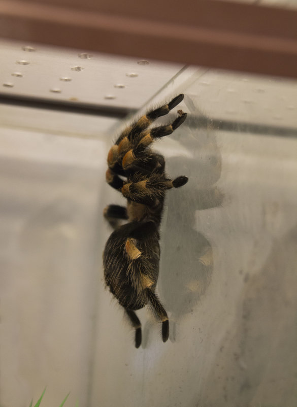 *** - Aнна Зарубина