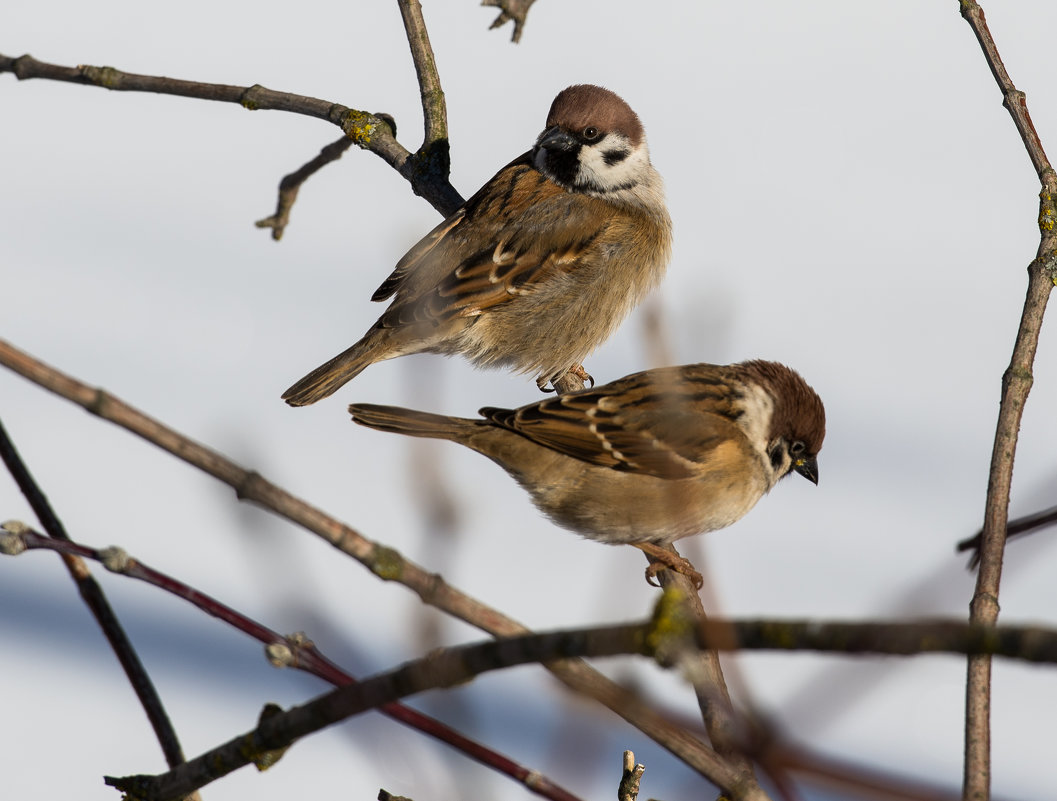 Парочка городских !!! - Иван Щербина Парочка городских !!! - Иван Щербина