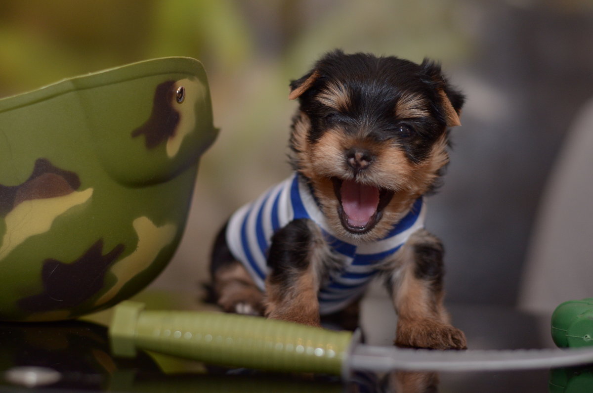 С праздником , мужики! - Галина Козырева