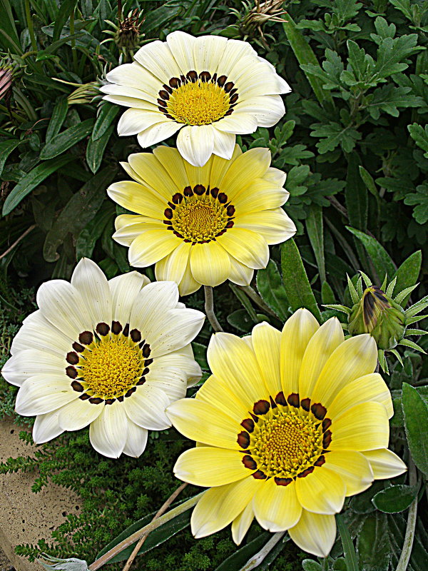 газании - svetlanavoskresenskaia 