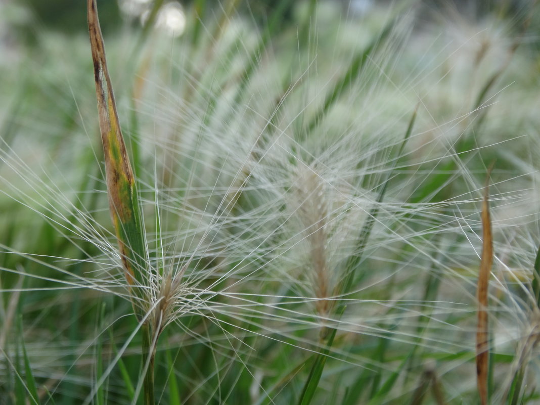 в поле - александр 