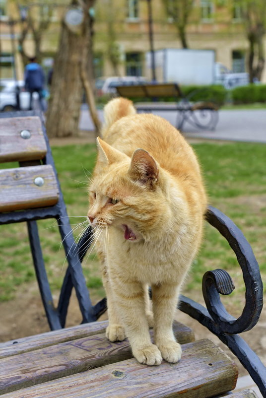 Уличный кот - Сергей Сёмин