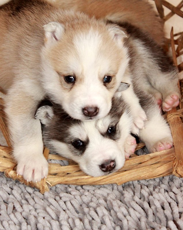 Щенки - Мария Смелых Щенки - Мария Смелых