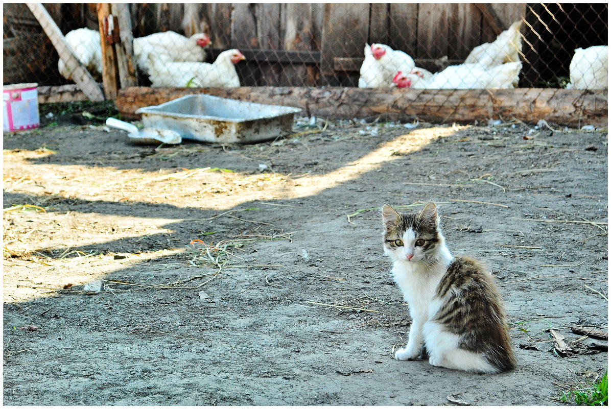 Завьялово - Ольга Степанова