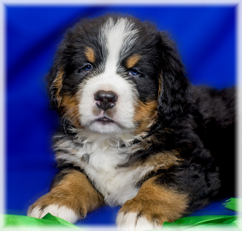 *** - Игорь Волков