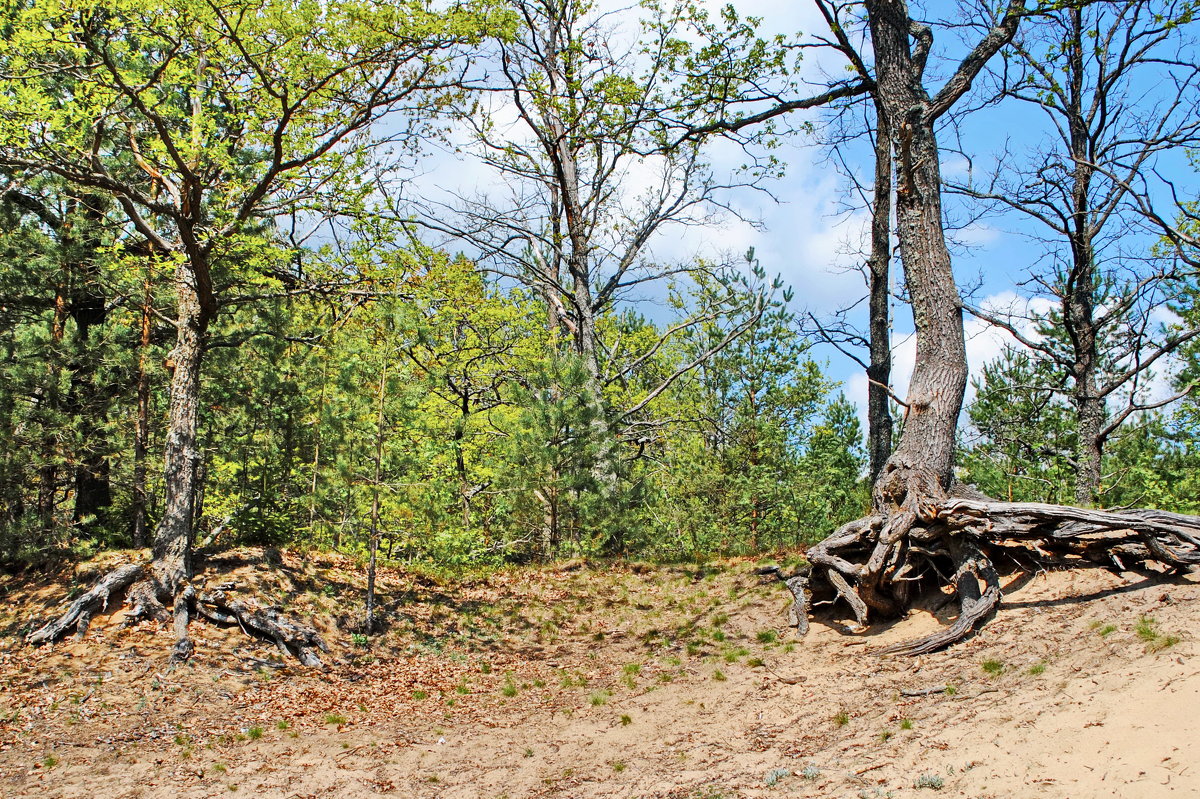 Сила жизни. - Валера39 Василевский. Сила жизни. - Валера39 Василевский.
