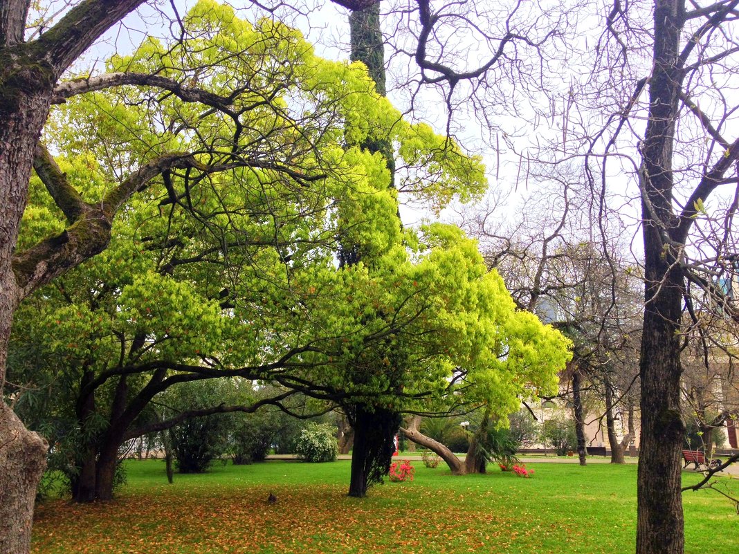 СОЧИ - Tata Wolf