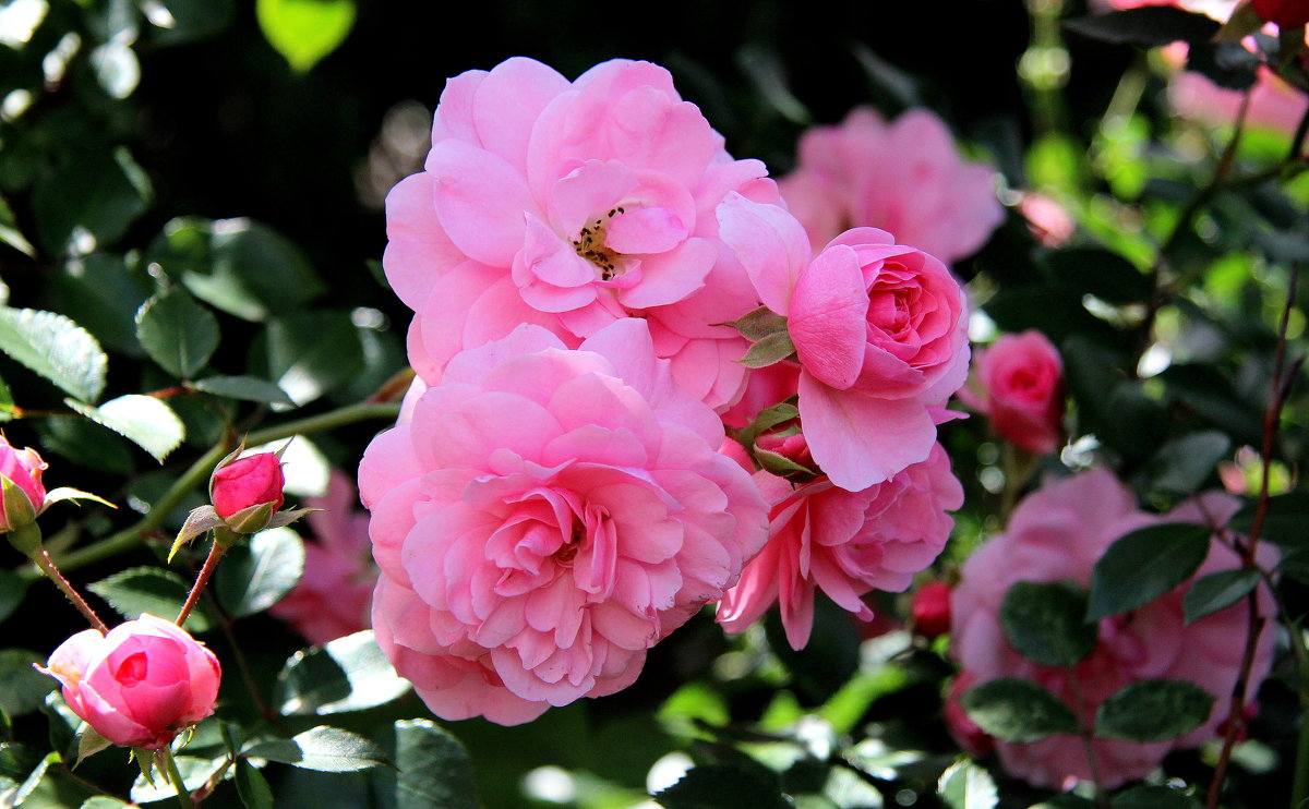 Розовые розы. - Маргарита ( Марта ) Дрожжина Розовые розы. - Маргарита ( Марта ) Дрожжина