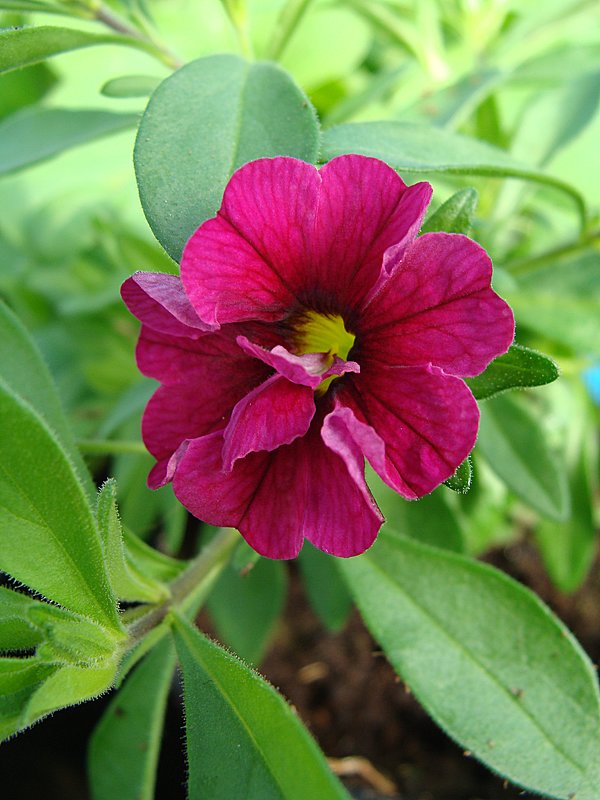 Calibrachoa Can-Can Rosies Magenta - laana laadas