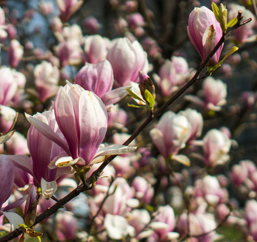 Магнолия - Сергей Форос Магнолия - Сергей Форос