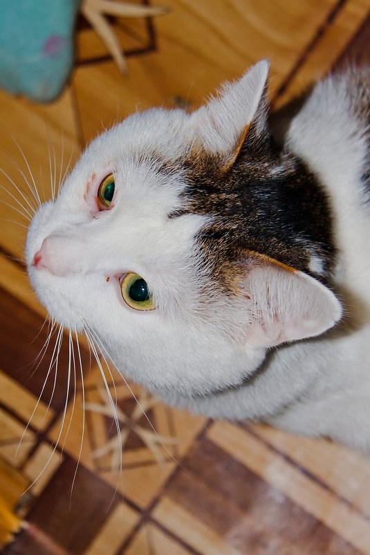 кот1 - Екатерина 