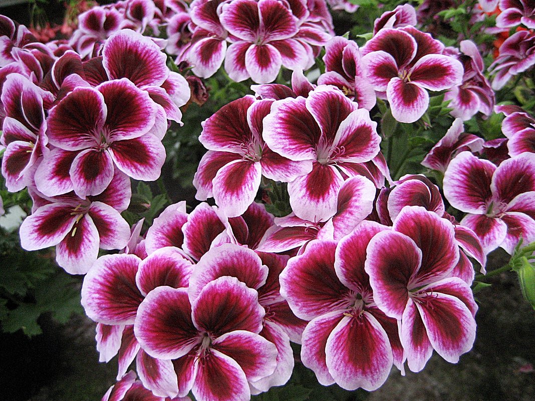 Пеларгония - laana laadas