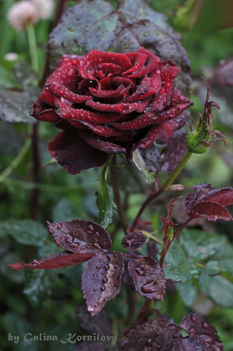 Чёрная роза - эмблема печали - Галина Корнилова Чёрная роза - эмблема печали - Галина Корнилова