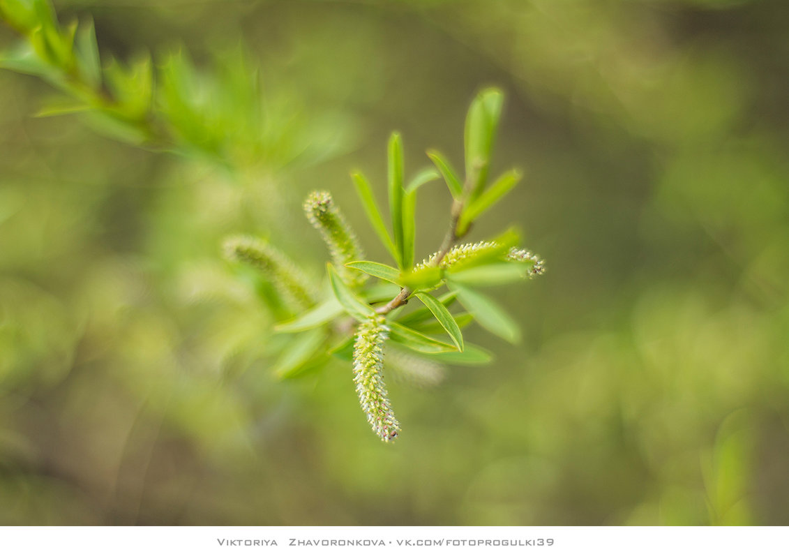 Первая листва - vik zhavoronka