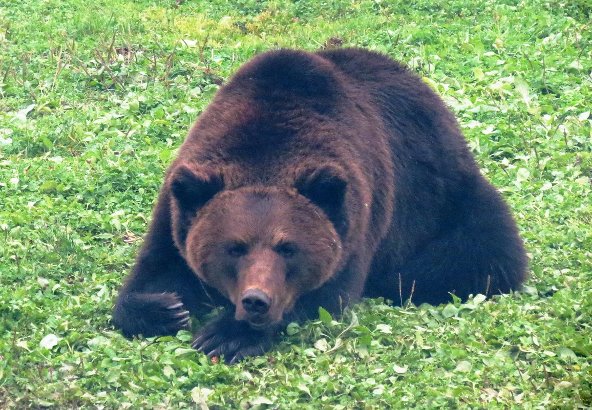 Миша - Наталья Серегина Миша - Наталья Серегина