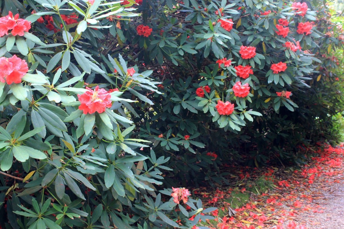 ... - Olga ... - Olga