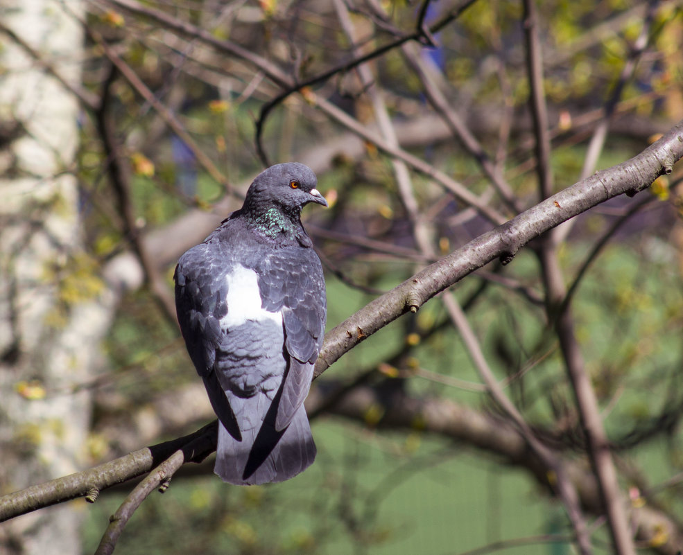 *** - Aнна Зарубина