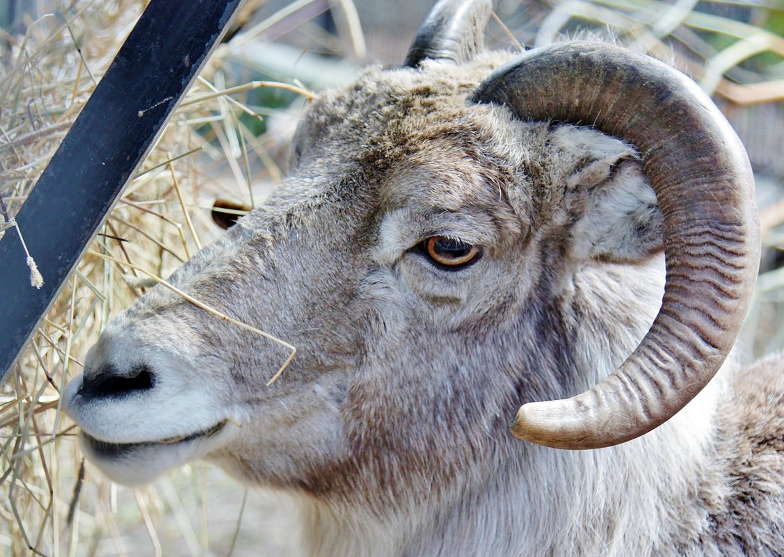 2425 - Аркадий Лаптенко