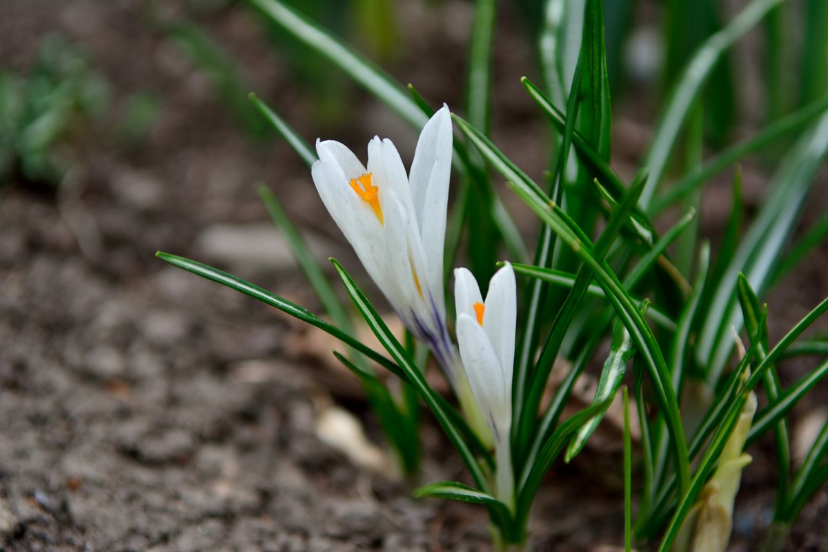Крокусы - Наталья Сергеевна