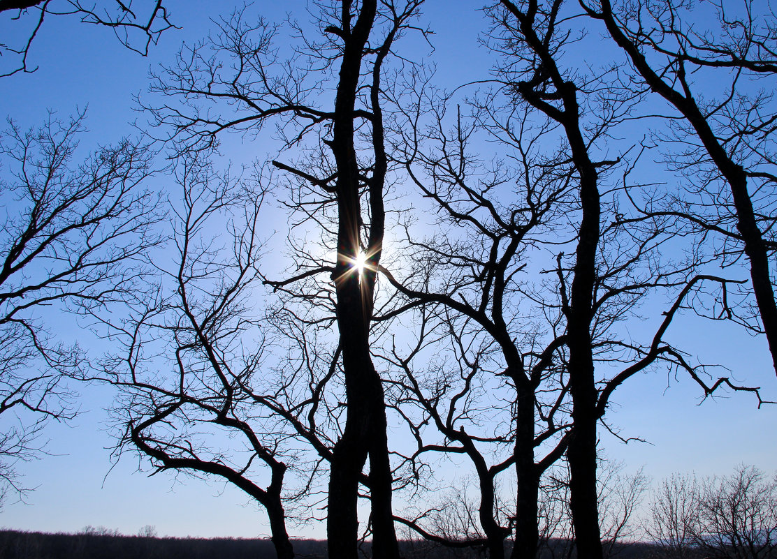 деревья ветвистые на закате - Ангелина К