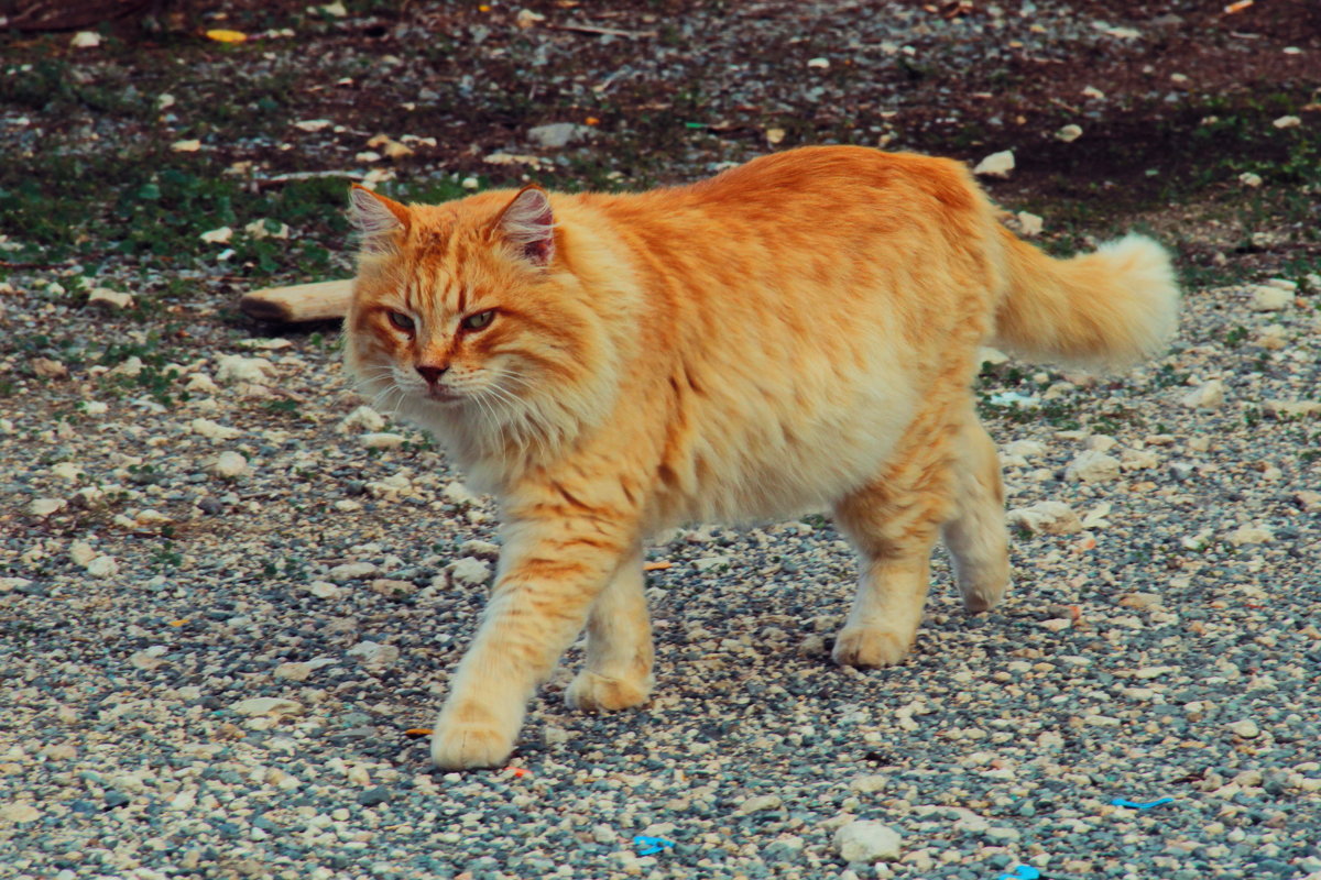 Рысь - Александр Шевченко