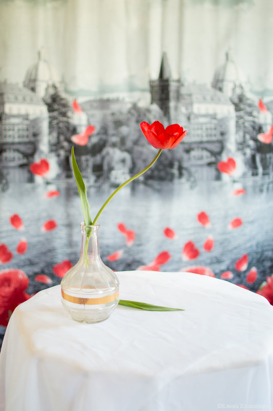 Тюльпан - Ani Bylok