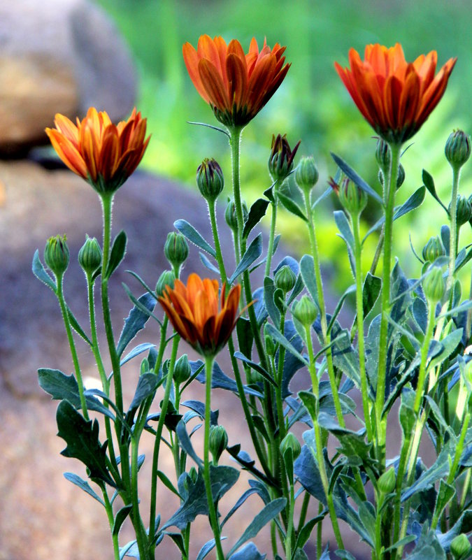 *** - marina-rosinka2 