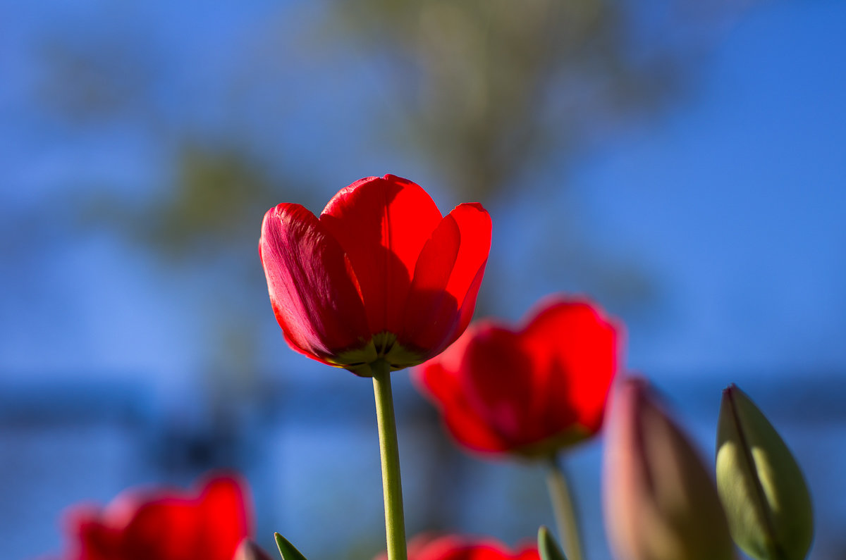 ... - Дмитрий Ломтев