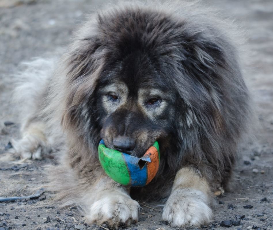 Допрыгался круглый! - Сергей Щербаков Допрыгался круглый! - Сергей Щербаков