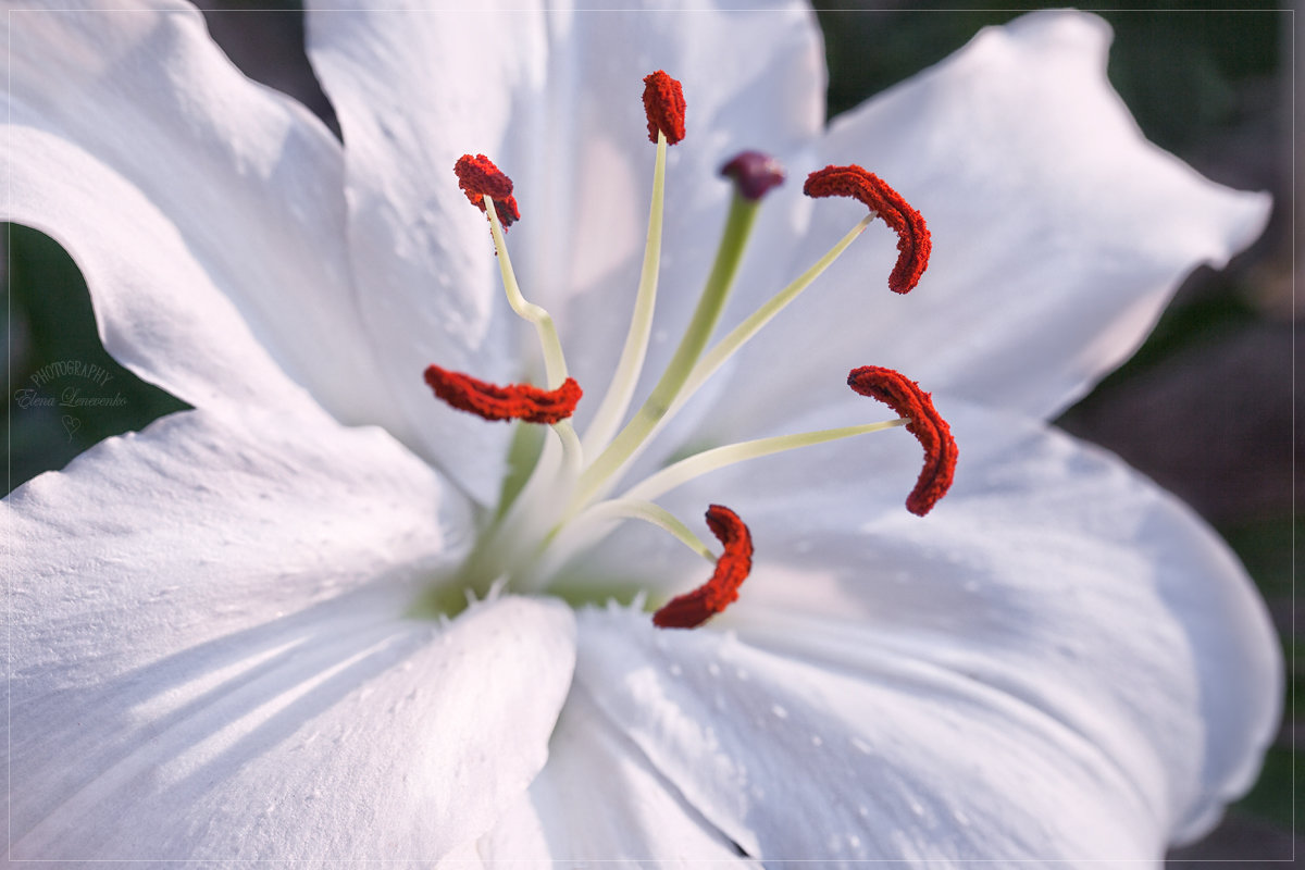 Пленительная красота... - Елена Леневенко Пленительная красота... - Елена Леневенко